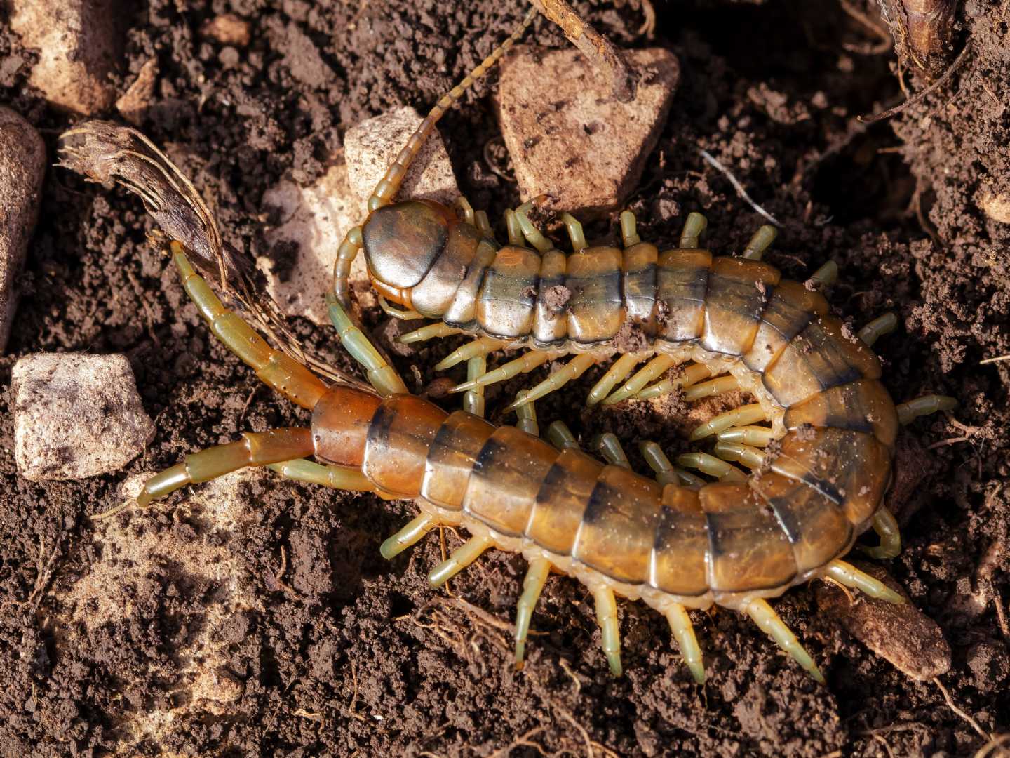 Scolopendra cingulata (Scolopendridae)
